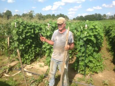 Cushaw, Green Striped 20 Heirloom Organic Non - Gmo Seeds (Sweet Potato Pumpkin)