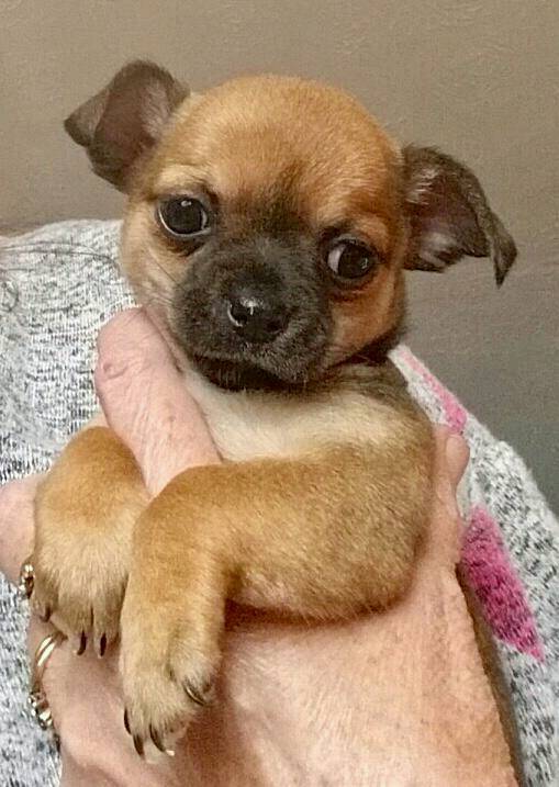 CHIHUAHUA PUPPY FOR SALE CORNWALL in Hayle, Cornwall