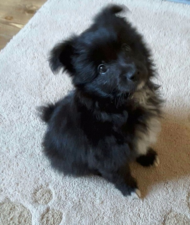 Pomapoo puppies for sale!! in Erdington, West Midlands Gumtree