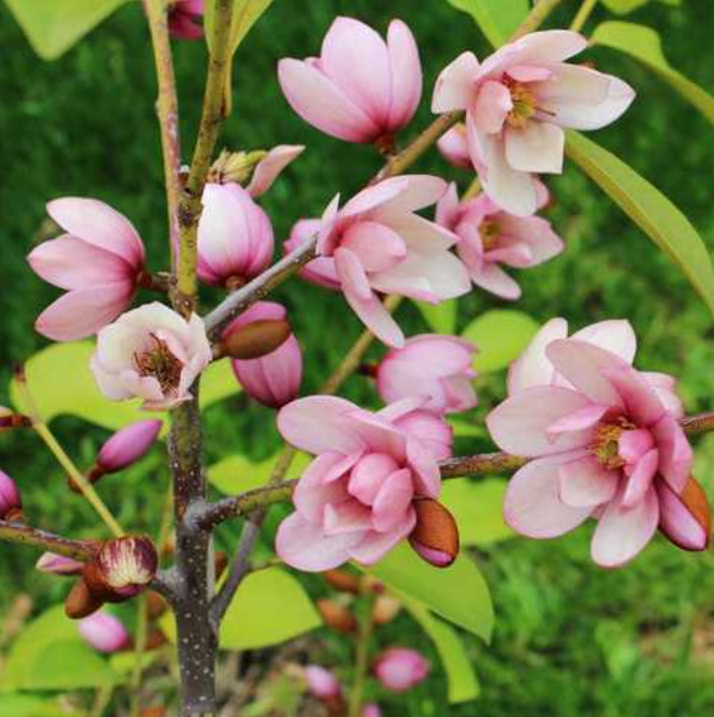 Bibiy MAGNOLIA Pink ピンク Bibiy MAGNOLIA Pink ピンク - メルカリ