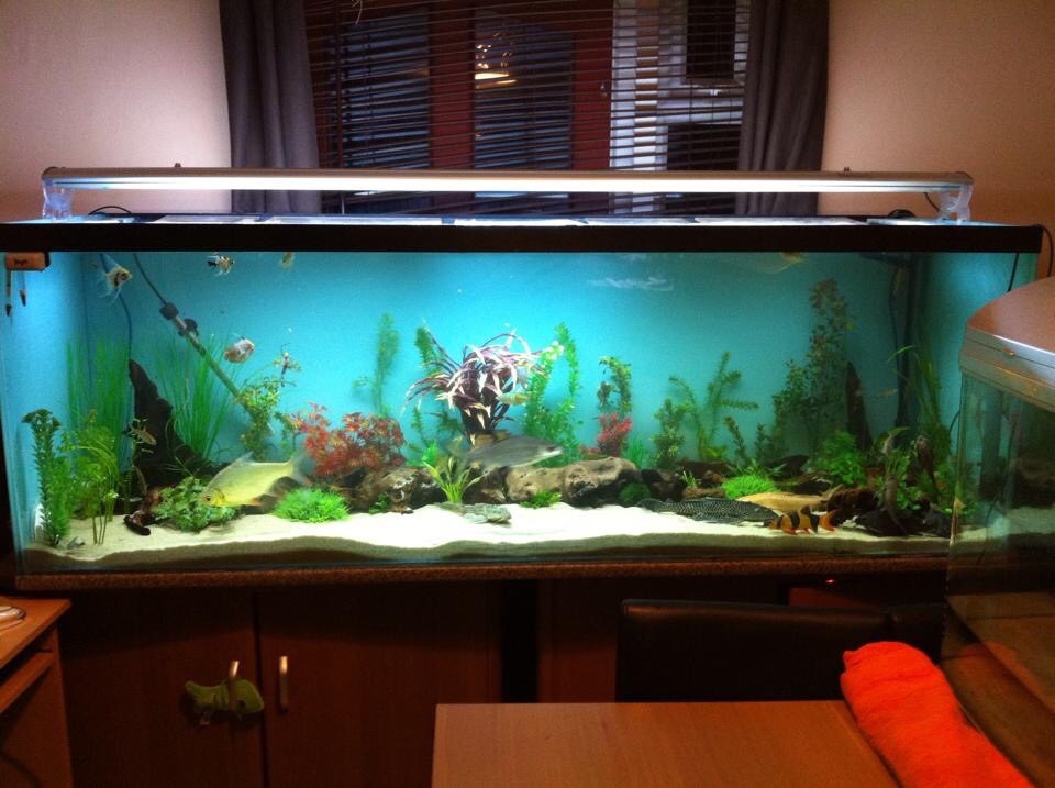 6ft tank /aquarium . Full setup in SuttononHull, East Yorkshire