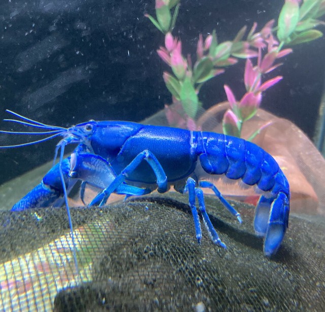 Electric Blue Yabby Crayfish | Fish | Gumtree Australia Tweed Heads