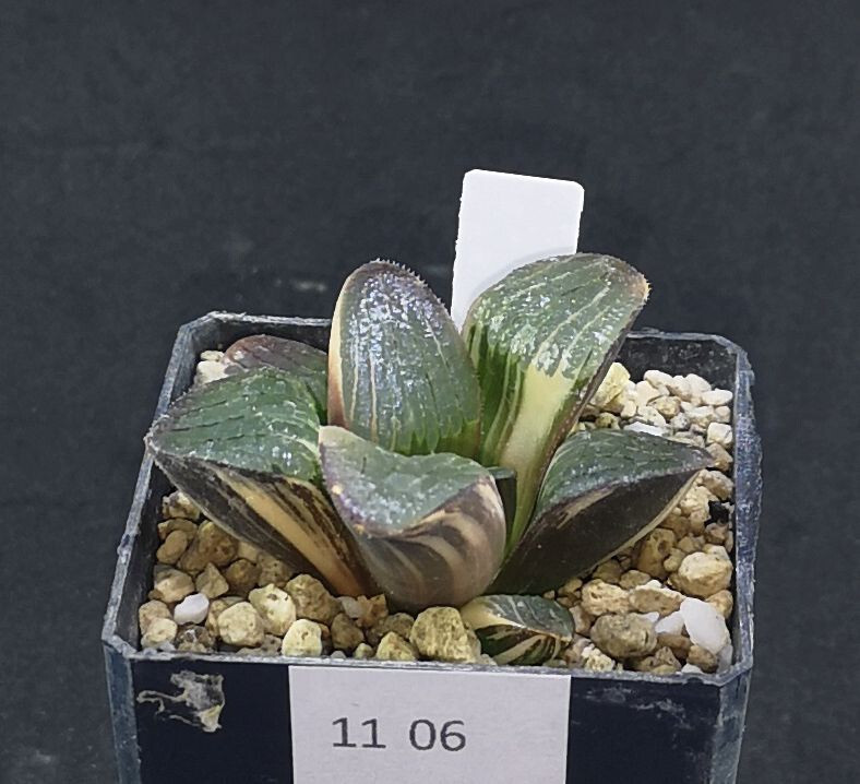 1106 Haworthia springbokvlakensis variegated, Phyto available | eBay