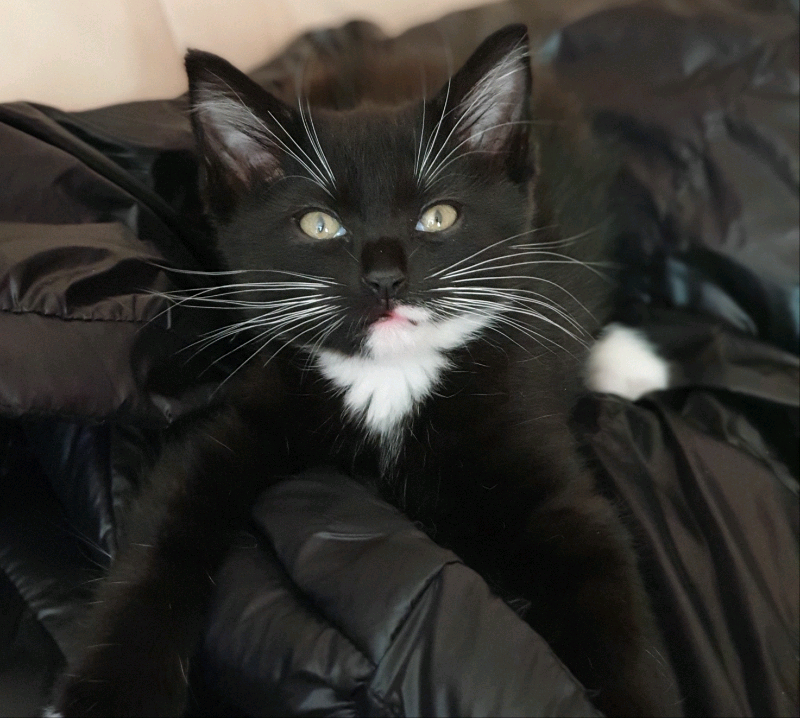 Kittens in Bradford, West Yorkshire Gumtree