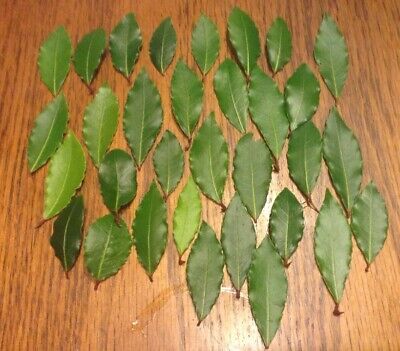 Organic Bay Leaves Leaf, Laurus Nobilis Laurel, Fresh Picked, 32 Bay leaves new