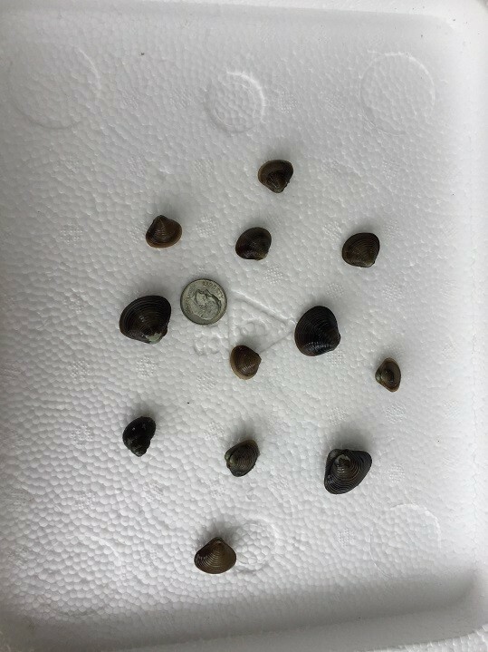 Five Live Freshwater Clams: Perfect For Aquariums And Ponds