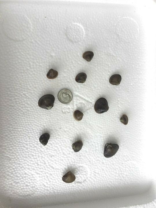 Five Live Freshwater Clams: Perfect For Aquariums And Ponds