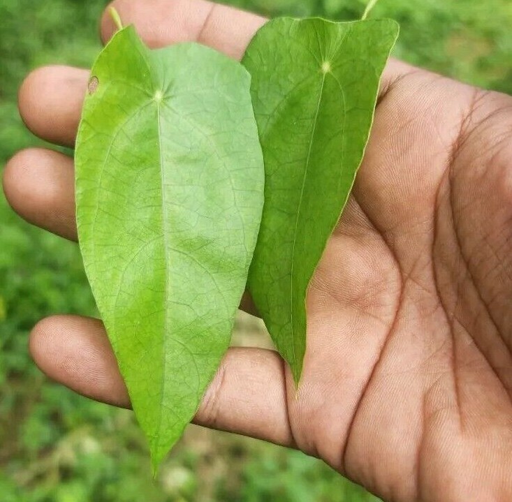 velvet Leaves