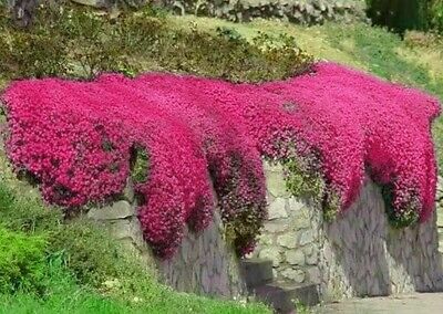 1000+ Red Creeping Thyme Seeds -- Groundcover -- Non-GMO -- 