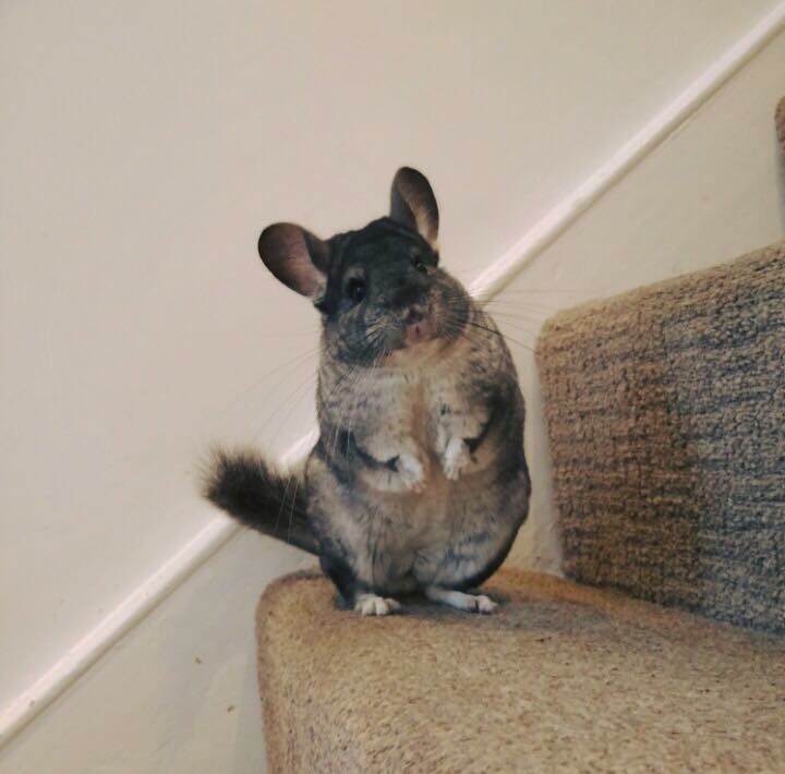 Chinchilla for sale with all its cages in South East London, London