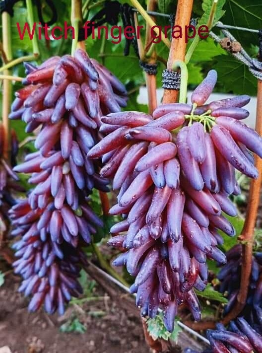 Witch Finger Grape VariÃ©TÃ© 1 Racine Nue