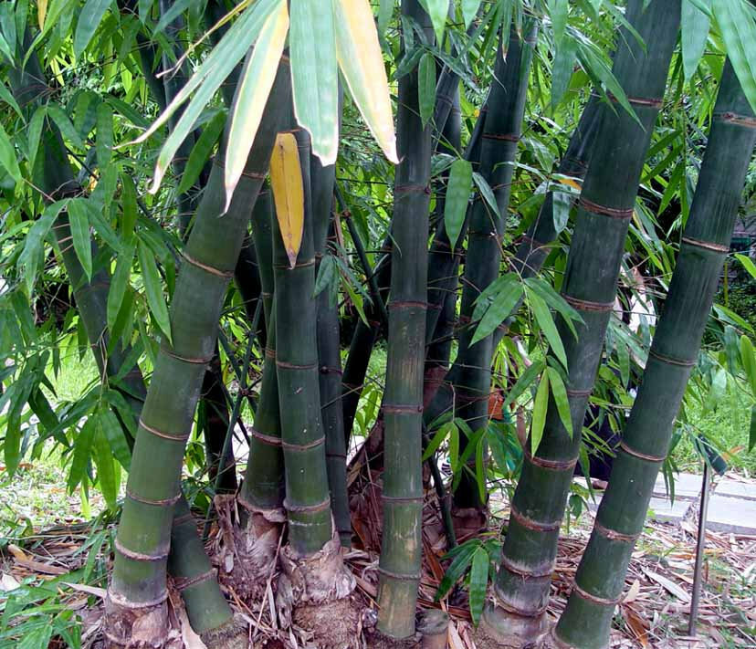 BAMBOO 2024.6〜2025.1 6 foot Black Bamboo Tree: Potted | 5164