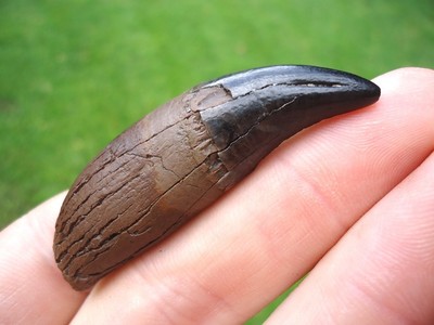 BEYOND RARE PANTHER CANINE TOOTH FLORIDA FOSSILS TEETH JAW BONE JAGUAR SABER CAT