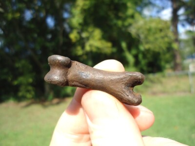 WORLD CLASS DIRE WOLF PHALANX TOE BONE FLORIDA FOSSILS ICE AGE EXTINCT SABER CAT