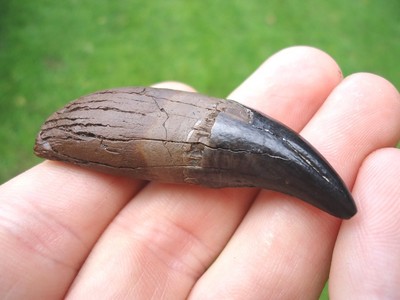 BEYOND RARE PANTHER CANINE TOOTH FLORIDA FOSSILS TEETH JAW BONE JAGUAR SABER CAT