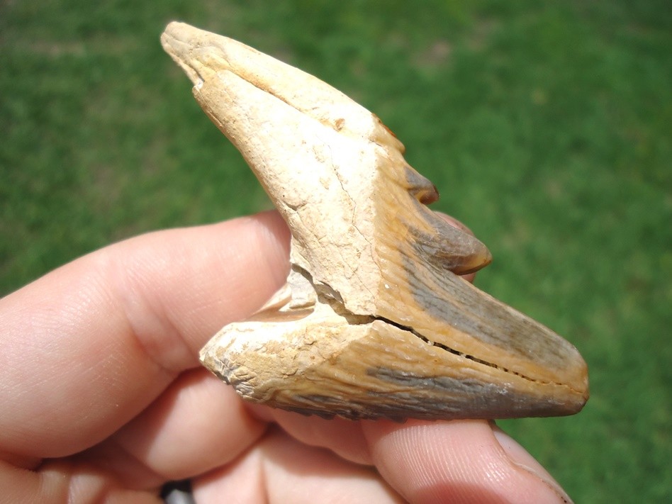 SUPER COLORFUL FLORIDA ARCHAEOCETE MAMMAL TOOTH ZEUGLODON TEETH JAW BONES EOCENE