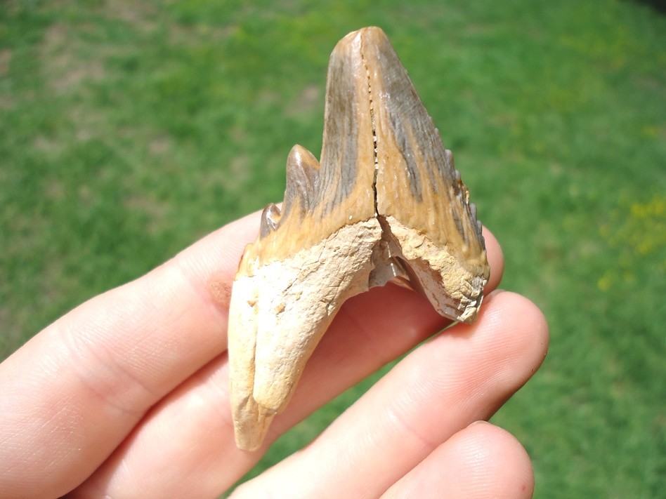 SUPER COLORFUL FLORIDA ARCHAEOCETE MAMMAL TOOTH ZEUGLODON TEETH JAW BONES EOCENE