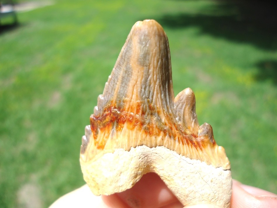 SUPER COLORFUL FLORIDA ARCHAEOCETE MAMMAL TOOTH ZEUGLODON TEETH JAW BONES EOCENE