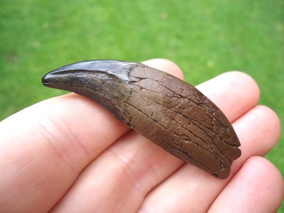 BEYOND RARE PANTHER CANINE TOOTH FLORIDA FOSSILS TEETH JAW BONE JAGUAR SABER CAT