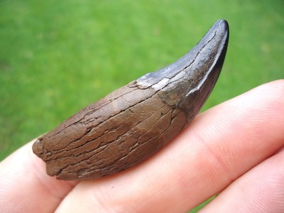 BEYOND RARE PANTHER CANINE TOOTH FLORIDA FOSSILS TEETH JAW BONE JAGUAR SABER CAT