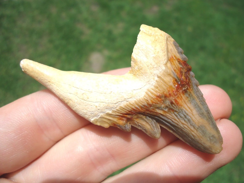 SUPER COLORFUL FLORIDA ARCHAEOCETE MAMMAL TOOTH ZEUGLODON TEETH JAW BONES EOCENE