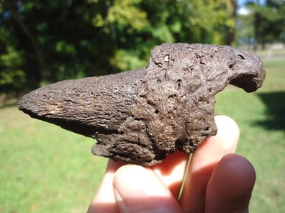WORLD CLASS GROUND SLOTH CLAW CORE FLORIDA FOSSILS ICE AGE EXTINCT BONES TOOTH @