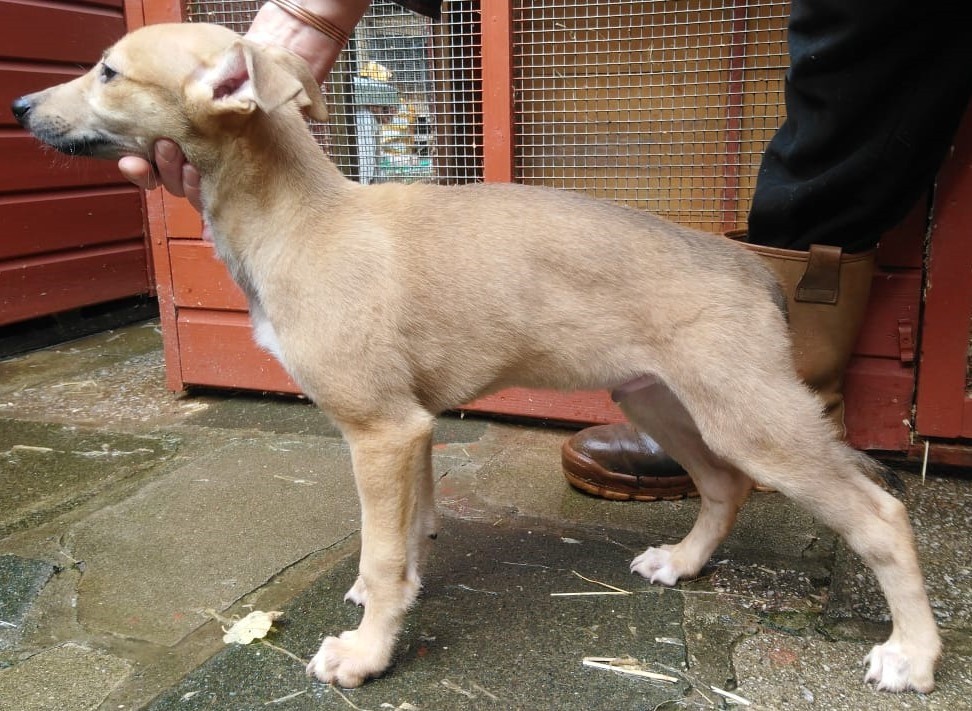 Lovely lurcher puppy for sale in Helston, Cornwall Gumtree