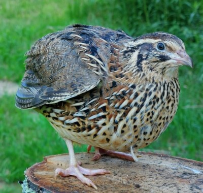 Poultry Jumbo Quail Eggs