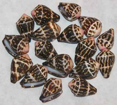 Conus Chaldeus ~ Hebrew Cone Seashell ~ 3/4''-1''  ~ (10 Shells)