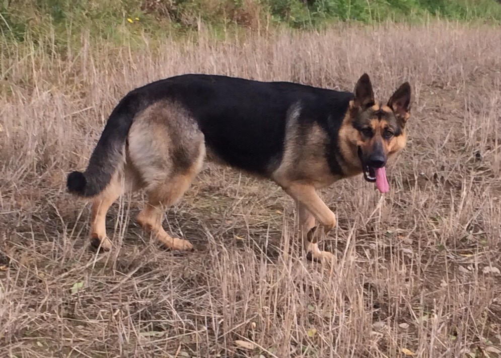 Traditional straight back german shepherd pups | in Dromore, County