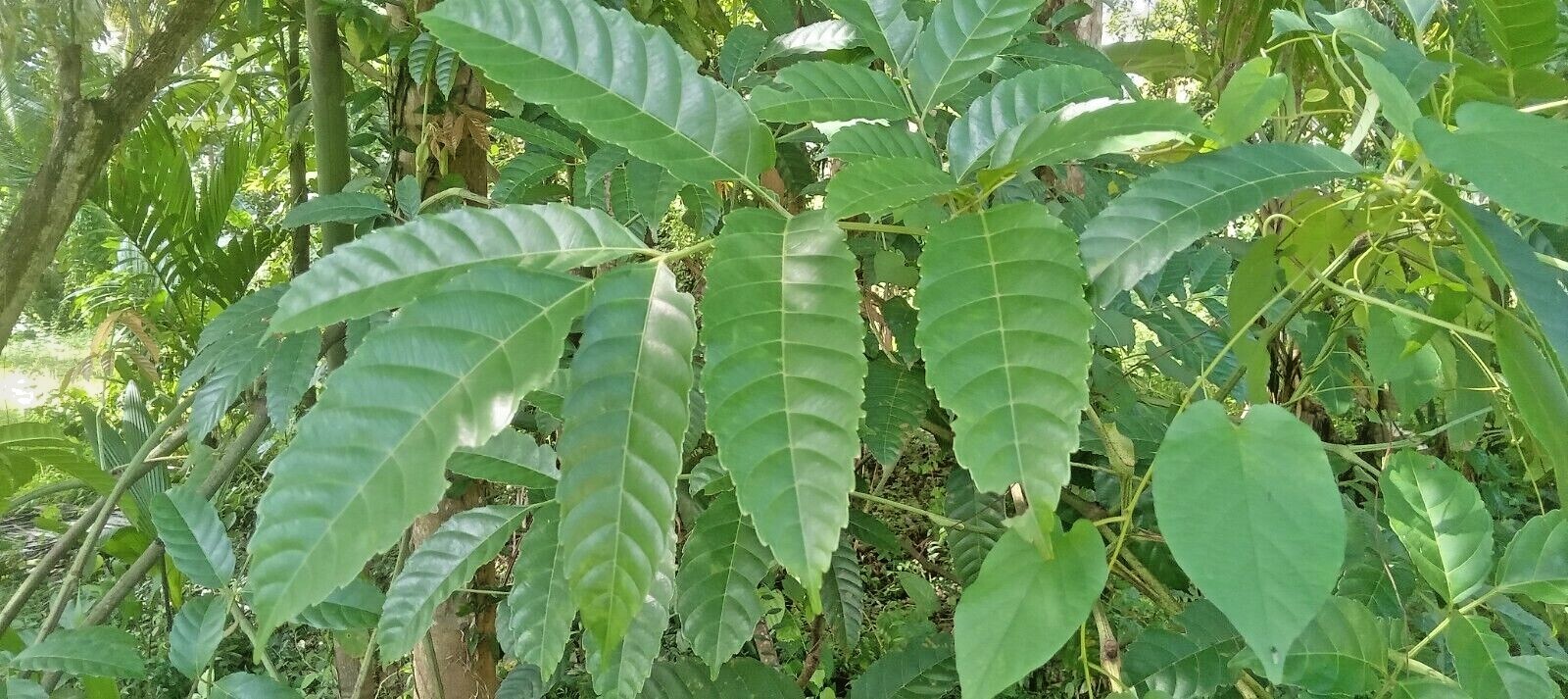 Leca Indica Leaves