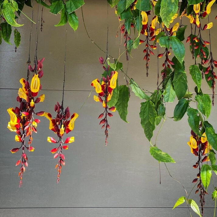 80001952 Thunbergia Mysorensis Seeds 5 Samen Mysore Trumpet Vine