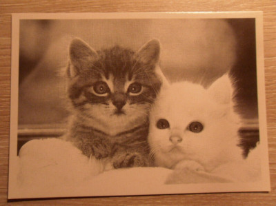 CHAT carte postale Chaton tigré et chaton blanc