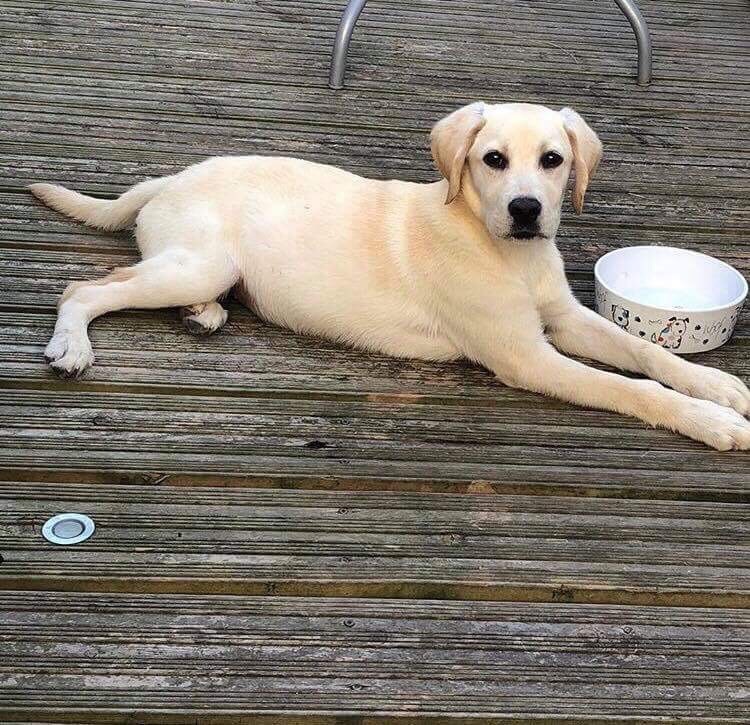 Female Golden Labrador in Swanley, Kent Gumtree