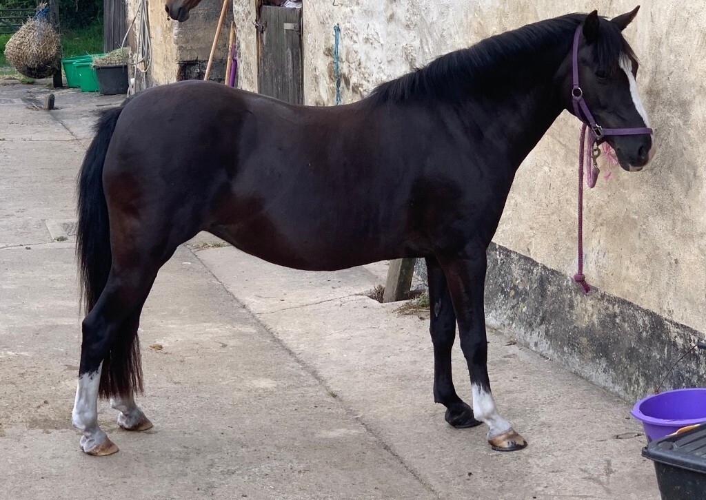 Project Pony for sale in Hayle, Cornwall Gumtree
