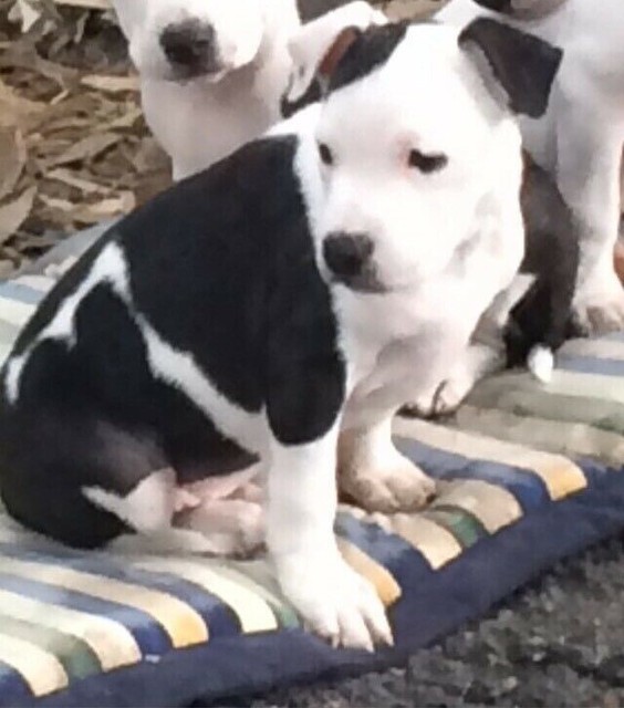 American Staffordshire | Dogs & Puppies | Gumtree ...