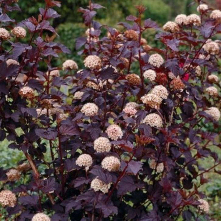 Crimson Diablo Ninebark Shrub/Hedge, 6-12