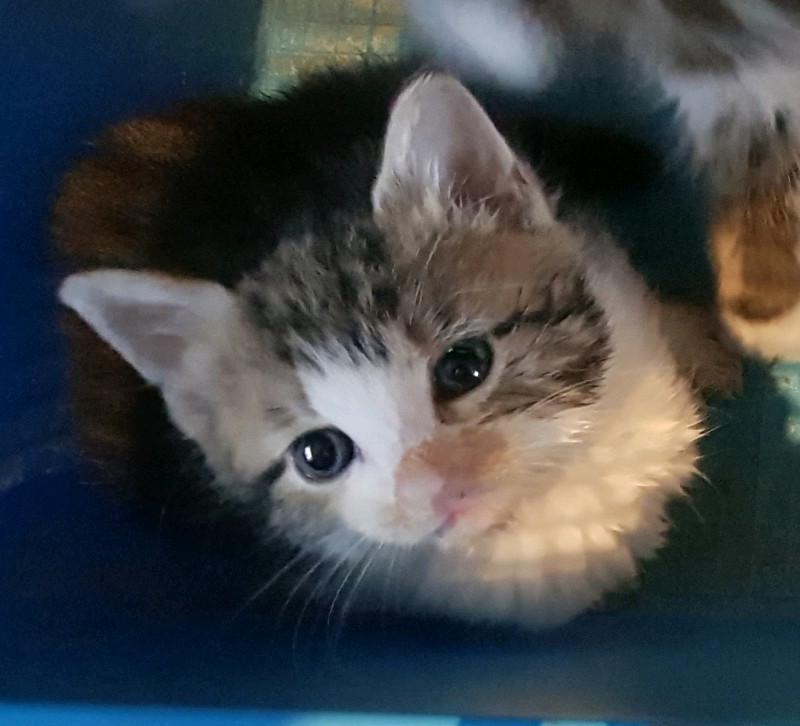 Kittens *Fluffy Tabby *kittens in Bristol Gumtree