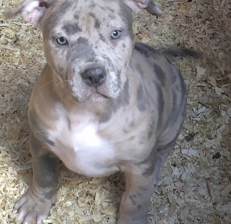 Beautiful Merle Female XL Bully in Hodge Hill, West Midlands Gumtree