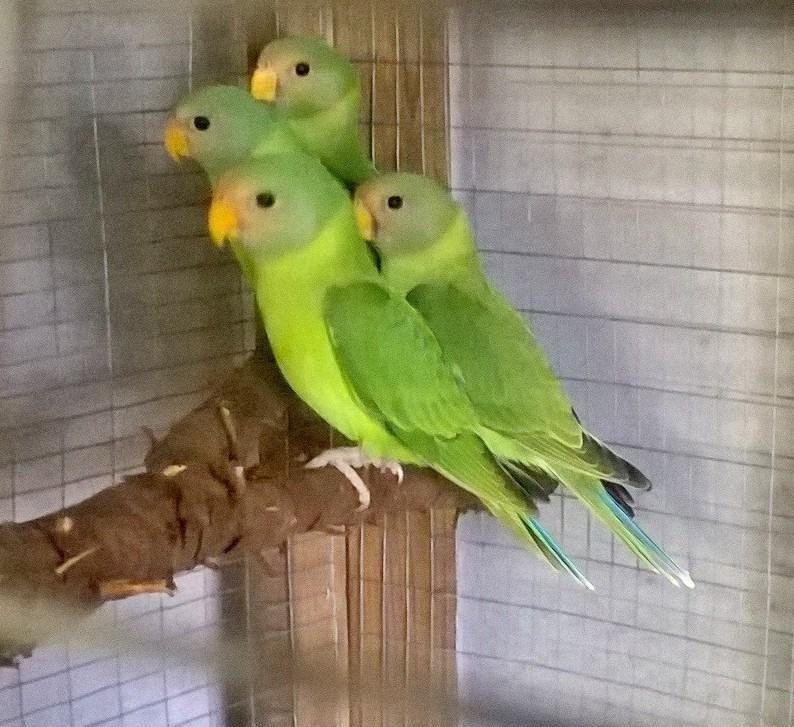 Plum head Parrot Babies in South East London, London Gumtree