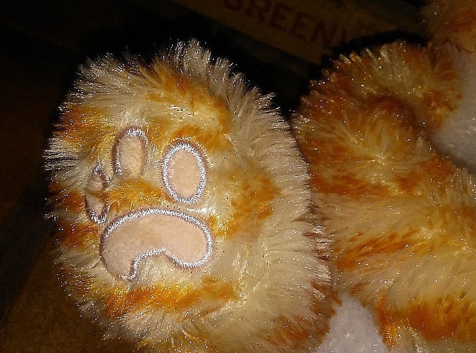 FIRST MAIN KIT KAT 3014KG Cat Orange Tabby Kitty Kitten 8