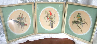 RARE VINTAGE ESTATE 3 LITHOGRAPH PRINTS JOHN GOULD 1840s BIRDS OF AUSTRALIA