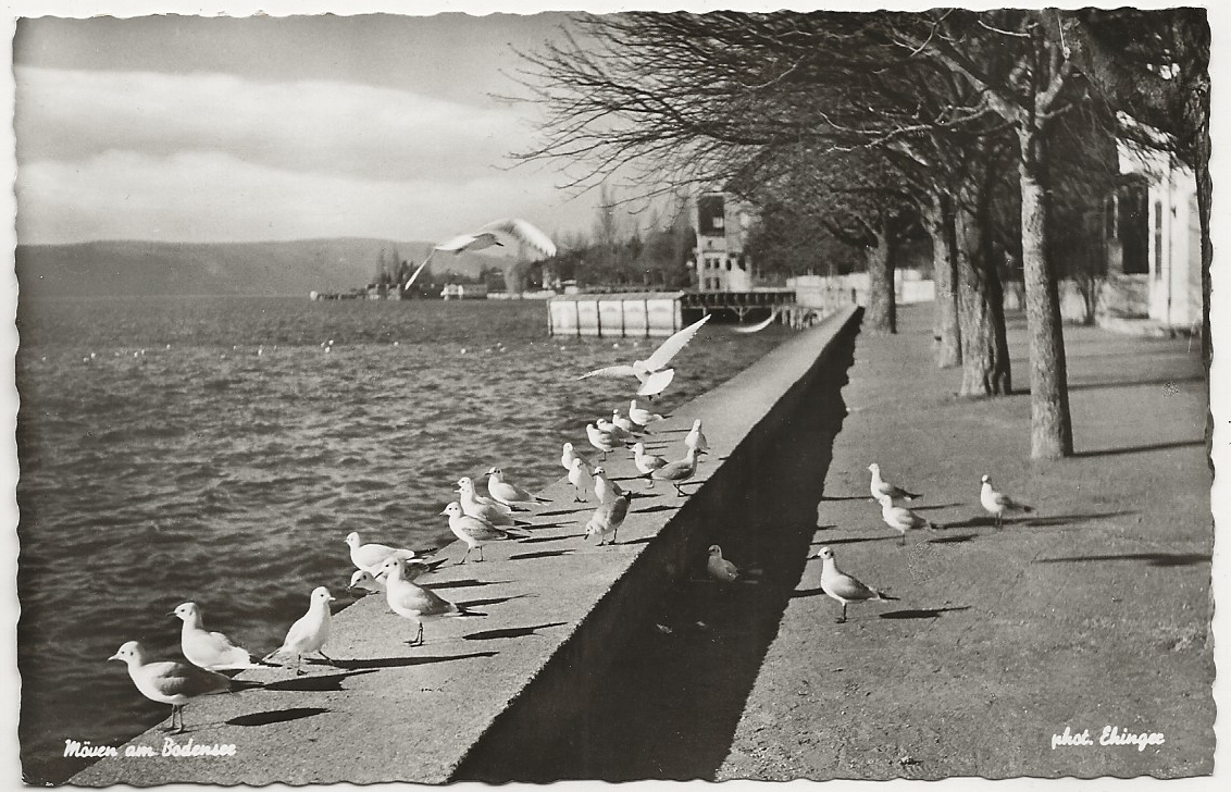 Puzzlepostkarte Bodensee 1 - Gmeiner Verlag