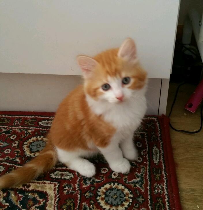 Ginger male kittens in Havant, Hampshire Gumtree