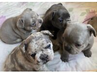 FRENCH BULLDOGS FOR SALE! (POSSIBLY FLUFFY CARRIERS!)