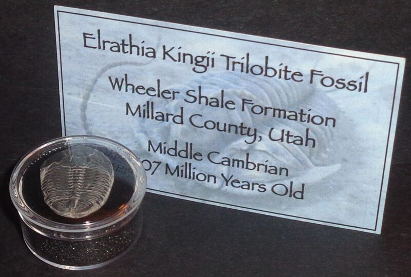 Large 507 Million Year Old Trilobite (Elrathia Kingii) Fossil in Display Case!