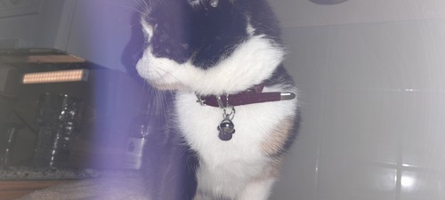 Fotos del artículo de un comprador verificado