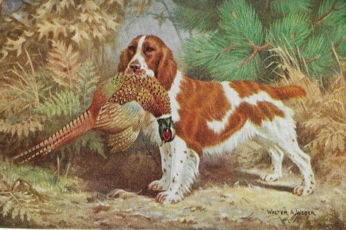Welsh Springer Spaniel - CUSTOM MATTED - Vintage Color Dog Art Print