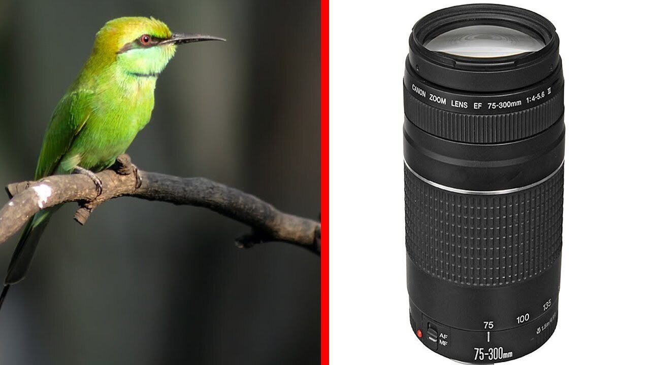 CANON ZOOM LENS EF 75-300mm 1:4-5.6 III USM|家電、AV、カメラ CANON ZOOM LENS EF 75-300mm 1:4-5.6 III USM|家電、AV、カメラ