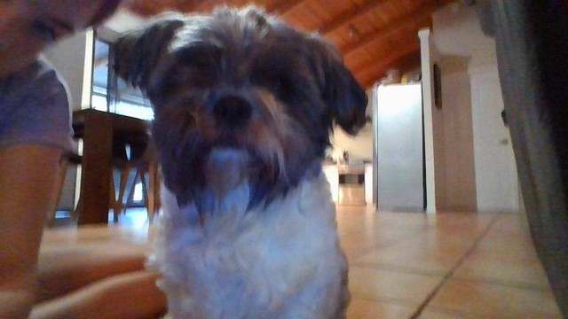 Wanted Maltese Shih Tzu Puppy Dogs Puppies Gumtree